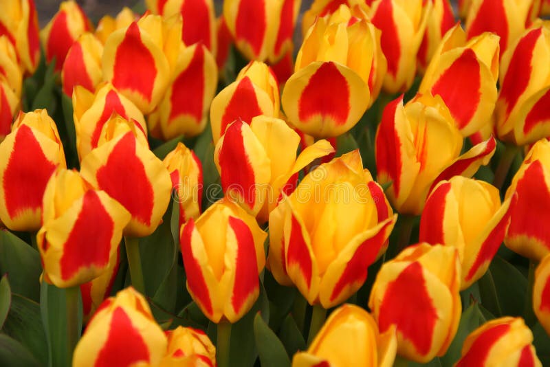 Rot-Gelbe Tulpen lizenzfreie stockfotos Rot-Gelbe Tulpen lizenzfreie stockfotos