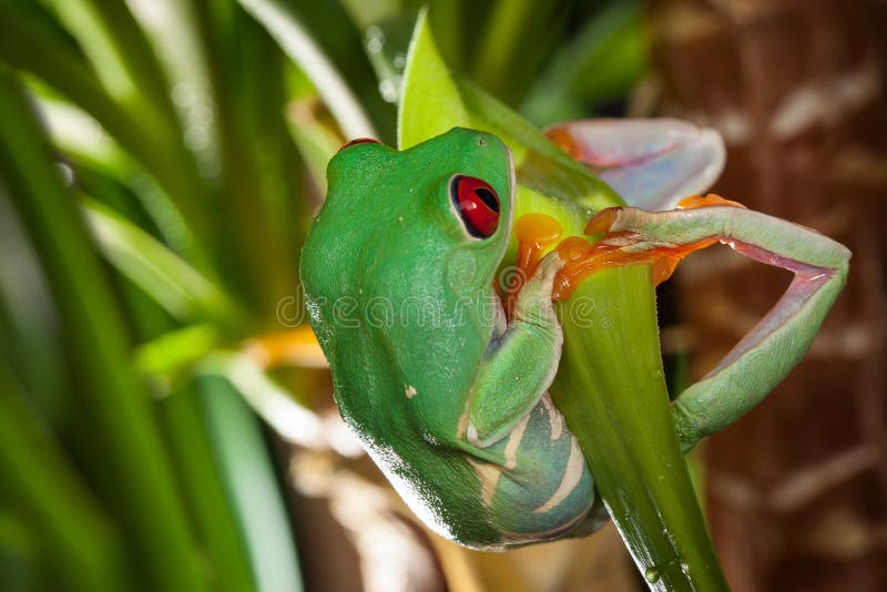 Rot gemusterter Baumfrosch schwingt auf dem grünen Blatt lizenzfreie stockfotografie Rot gemusterter Baumfrosch schwingt auf dem grünen Blatt lizenzfreie stockfotografie
