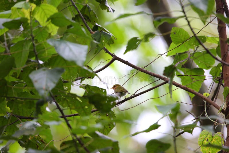 Red-faced woodland warbler Phylloscopus laetus in Rwanda. Red-faced woodland warbler Phylloscopus laetus in Rwanda