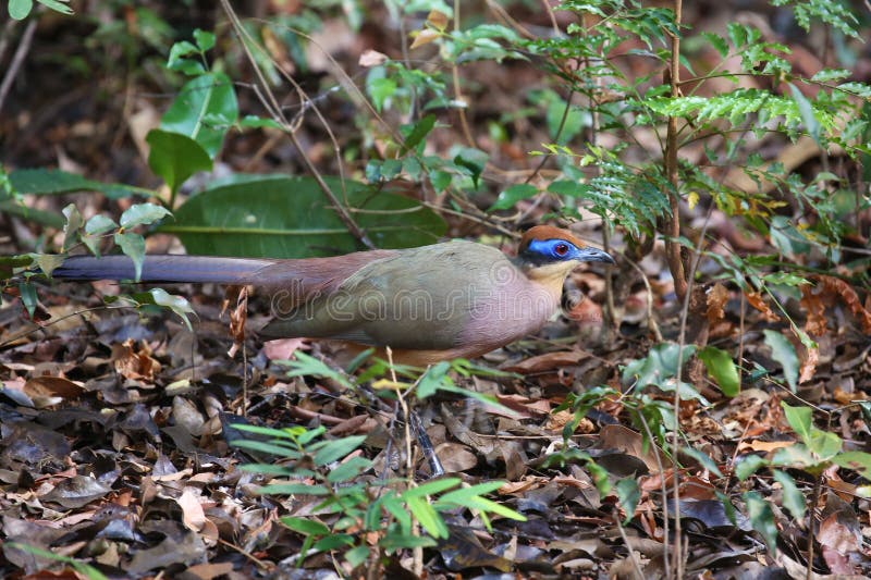 Rot-mit einer Kappe bedecktes coua, endemischer Vogel von Madagaskar stockfotos Rot-mit einer Kappe bedecktes coua, endemischer Vogel von Madagaskar stockfotos