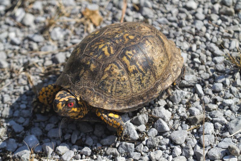 Rot musterte männlichen Ostdosenschildkröte Terrapene Carolina Carolina stockbilder Rot musterte männlichen Ostdosenschildkröte Terrapene Carolina Carolina stockbilder