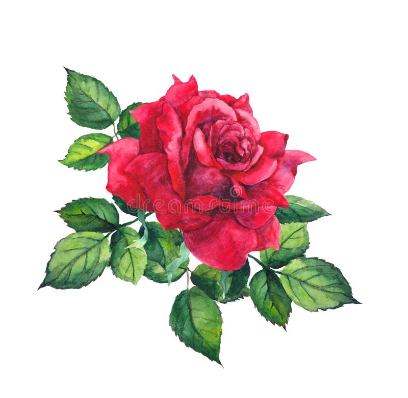 Rot stieg mit Blättern Aquarell für die Heirat, Abwehrdatumskarte lizenzfreie abbildung