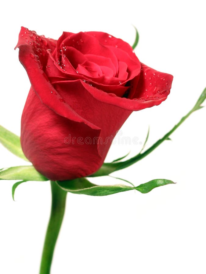 Rot stieg mit Wassertröpfchen stockfoto Rot stieg mit Wassertröpfchen stockfoto