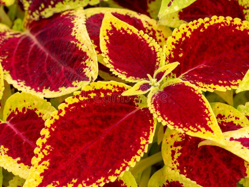 Rot- und Grünblätter der Buntlippenanlage, Plectranthus-scutellarioides stockfotos Rot- und Grünblätter der Buntlippenanlage, Plectranthus-scutellarioides stockfotos