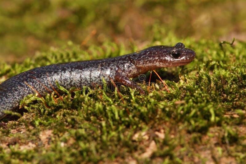 Rot-unterstützter Salamander (Plethodon cinereus) lizenzfreies stockfoto Rot-unterstützter Salamander (Plethodon cinereus) lizenzfreies stockfoto