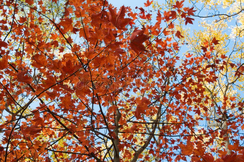 Rot verlässt, goldene Blätter - Fallwald, Herbst stockfotografie Rot verlässt, goldene Blätter - Fallwald, Herbst stockfotografie