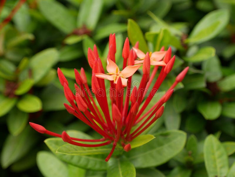 RotWestinderJasmin stockfoto. Bild von jasmin, blätter 125382266