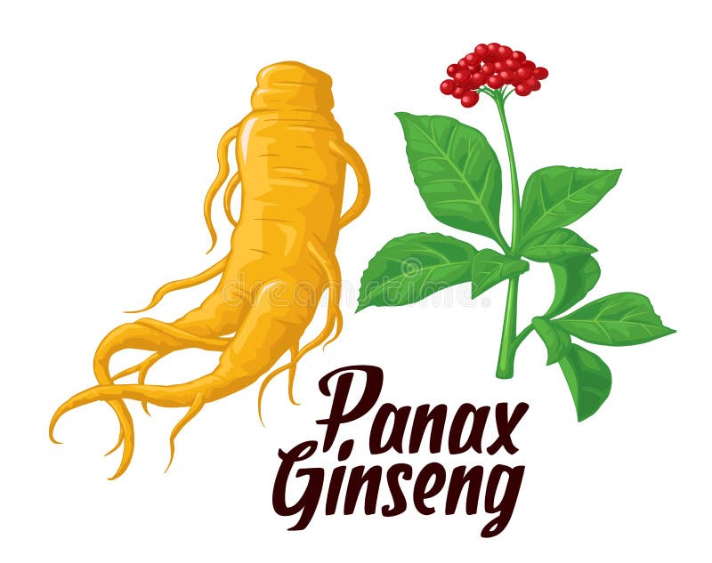 Rota och lämnar panax ginseng Färgrik plan illustration för vektor av medicinalväxter Biologiska tillsatser är Sund livsstil stock illustrationer Rota och lämnar panax ginseng Färgrik plan illustration för vektor av medicinalväxter Biologiska tillsatser är Sund livsstil stock illustrationer