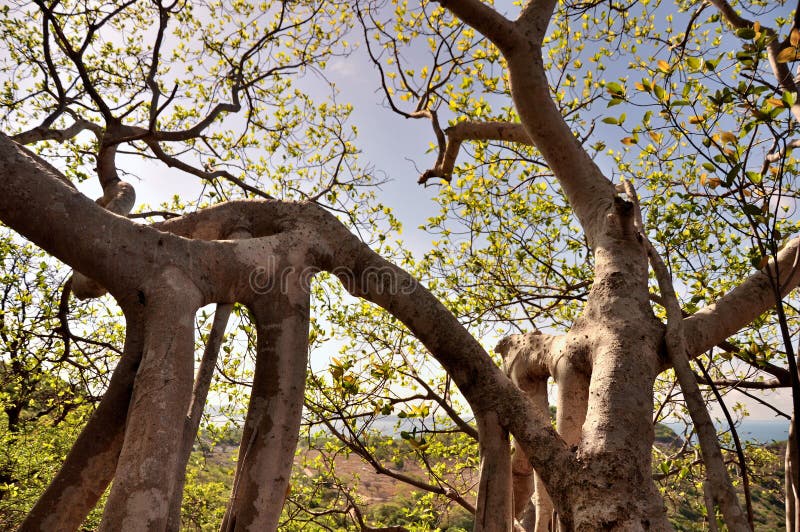 Rötterna av märkliga träd formar royaltyfri fotografi