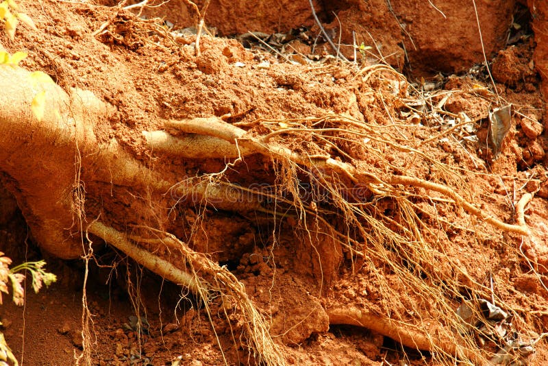 Close up on the roots of a fallen tree in a tropical country with typical red soil, perfect for pedology, forestry, geology. Close up on the roots of a fallen tree in a tropical country with typical red soil, perfect for pedology, forestry, geology.