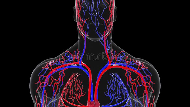 Rotating Model of the Human Circulatory System. 3d Rendering Blood Vessels. the Medical Background, Computer Generated. Stock Illustration - Illustration of capillaries, human: 210793573 Rotating Model of the Human Circulatory System. 3d Rendering Blood Vessels. the Medical Background, Computer Generated. Stock Illustration - Illustration of capillaries, human: 210793573
