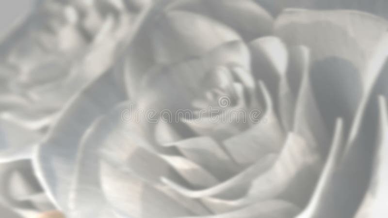 Rotating white roses background theme - 3D render. seamless loop vector illustration