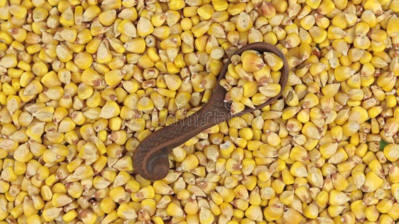 Rotation d'une cuillère d'argile avec du maïs se trouvant sur un tas des grains de maïs Nourriture clips vidéos