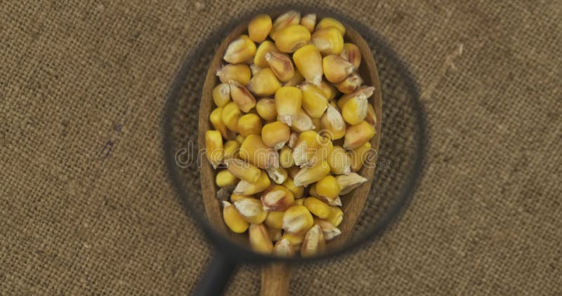 Rotation d'une cuillère avec du grain de maïs à travers une loupe. examen du grain à la loupe. vue supérieure. banque de vidéos