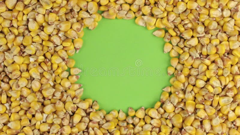 Rotation des grains de maïs se trouvant sur un écran vert, clé de chroma banque de vidéos