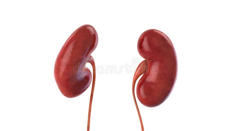 Rotation à 360 degrés des organes internes humains, en boucle illustration stock