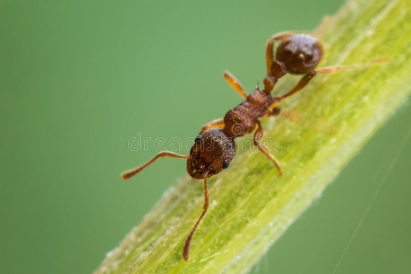 Gruppe Braune Ameisen, Die Stark Im Wald an Ihrem Nest in M Arbeiten