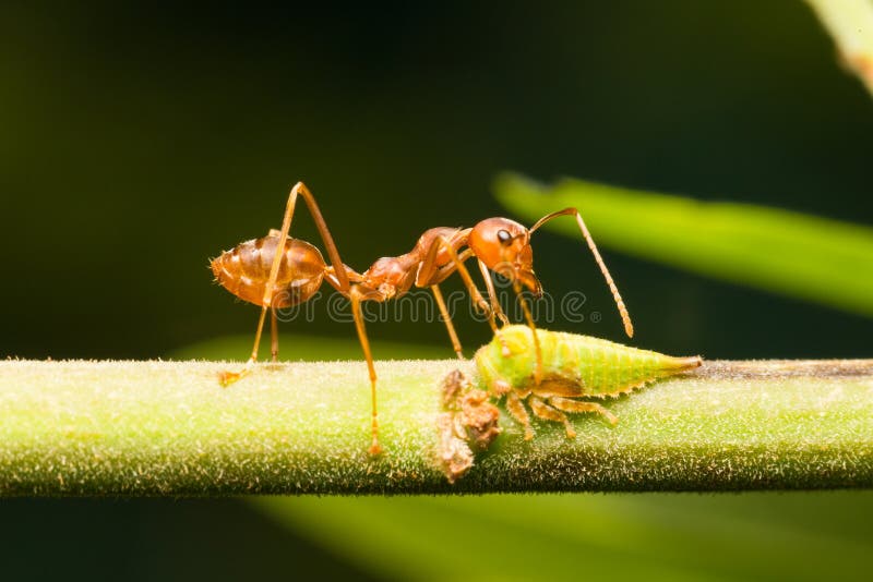 Das Ameisenleben, Rote Ameisen, Die Auf Baum Nisten Stockfoto - Bild ...