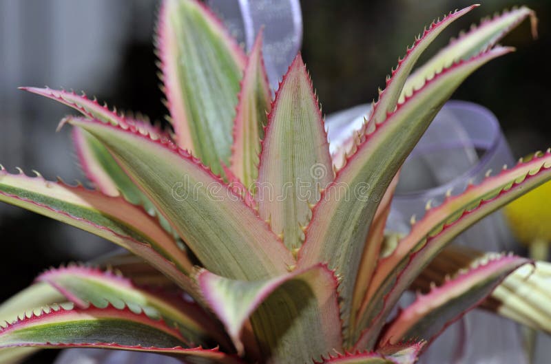 Rote Ananas stockbilder