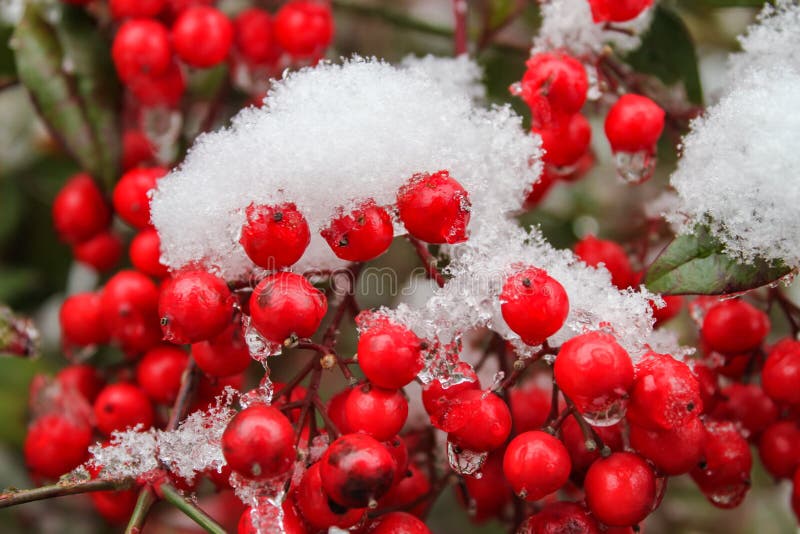 Rote Beeren im knusprigen schmelzenden Schnee - nahes hohes - selektiver Fokus lizenzfreies stockfoto Rote Beeren im knusprigen schmelzenden Schnee - nahes hohes - selektiver Fokus lizenzfreies stockfoto
