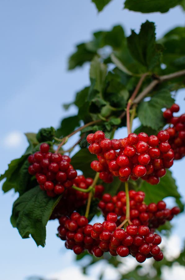 Rote Beeren von Viburnum lizenzfreie stockfotografie Rote Beeren von Viburnum lizenzfreie stockfotografie