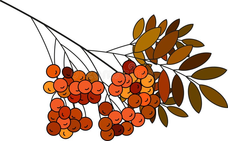 Rote Berg Esche Beeren schön zart Herbst Saison flachen Vektor lizenzfreie abbildung