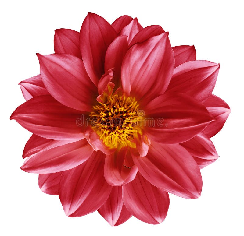 Rote Blume auf lokalisiertem Weiß lokalisierte Hintergrund mit Beschneidungspfad nahaufnahme Schöne helle rote Blume für Design d lizenzfreie stockfotografie Rote Blume auf lokalisiertem Weiß lokalisierte Hintergrund mit Beschneidungspfad nahaufnahme Schöne helle rote Blume für Design d lizenzfreie stockfotografie