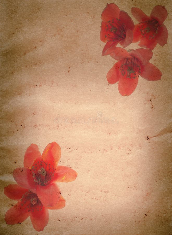 Rote Blume des Bombax Ceiba altes grunge