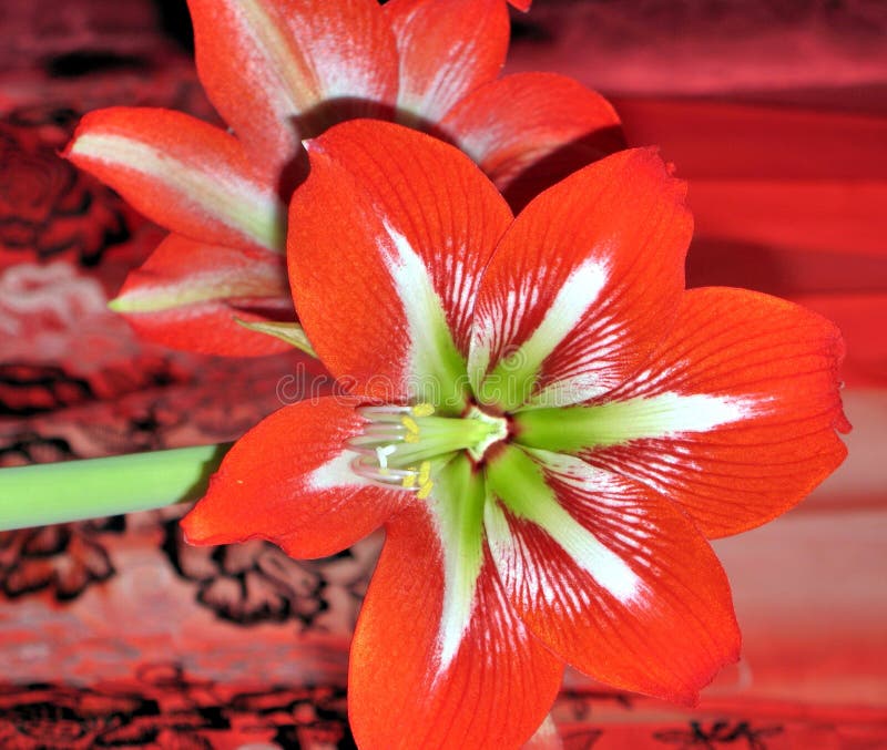 Rote Blume an Mit Lateinischem Namen Amaryllis Oder Hippeastrum