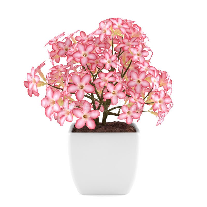 Rote Blumen im Topf stock abbildung. Illustration von grün 36297048