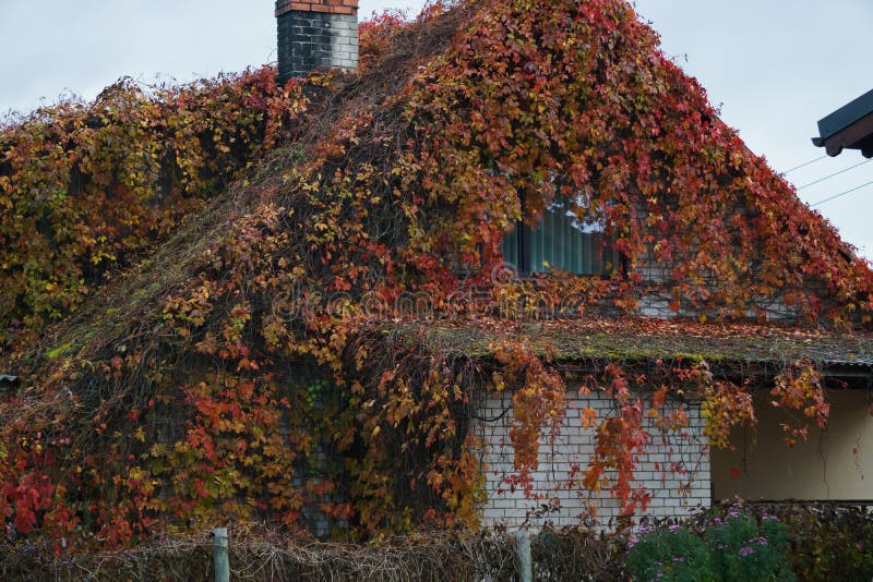 Rote Blätter aus wilden Trauben, die vom Dach eines Hauses hängen Herbstlandschaft stockfoto Rote Blätter aus wilden Trauben, die vom Dach eines Hauses hängen Herbstlandschaft stockfoto