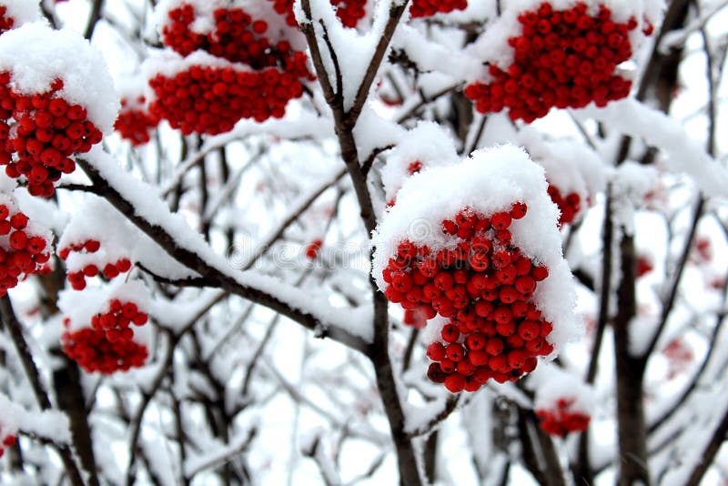 Rote Ebereschenbeere unter frisch gefallenem Schnee lizenzfreies stockfoto Rote Ebereschenbeere unter frisch gefallenem Schnee lizenzfreies stockfoto