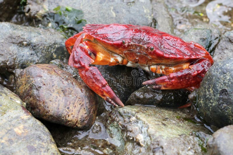 Rote Felsen-Krabbe bei Ebbe