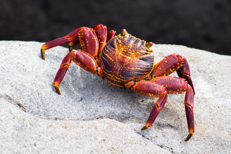 Rote Felsenkrabbe lizenzfreies stockbild Rote Felsenkrabbe lizenzfreies stockbild
