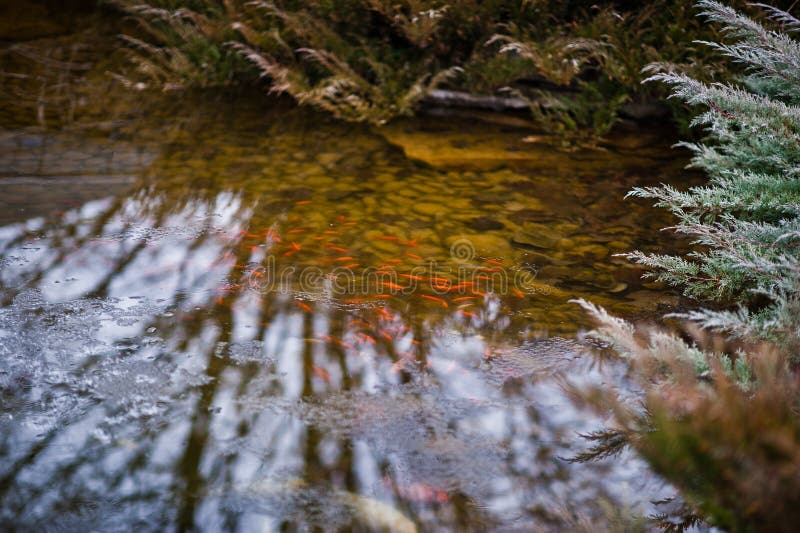 Rote Fische in einem Teich lizenzfreies stockfoto Rote Fische in einem Teich lizenzfreies stockfoto
