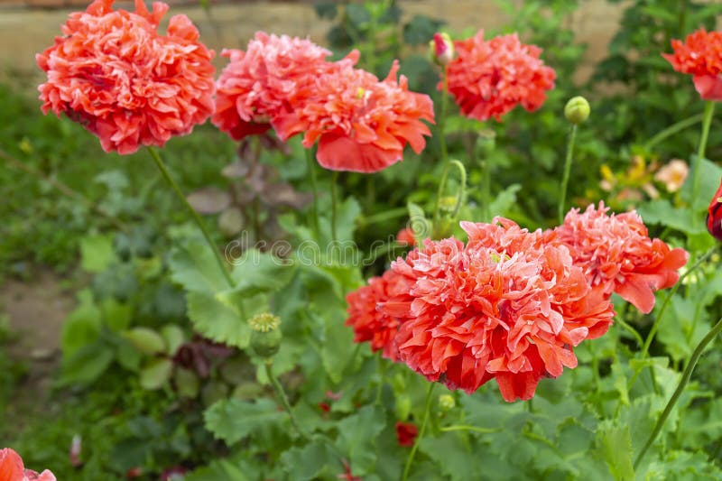Rote flowerses der Mohnblume auf grünem Blatt des Hintergrundes stockbild Rote flowerses der Mohnblume auf grünem Blatt des Hintergrundes stockbild