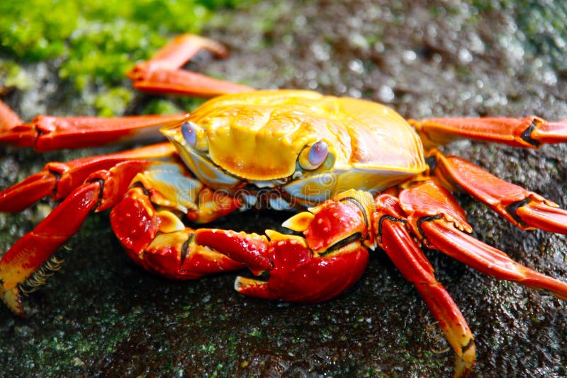 Rote Galapagos-Befestigungsklammer stockfotografie Rote Galapagos-Befestigungsklammer stockfotografie
