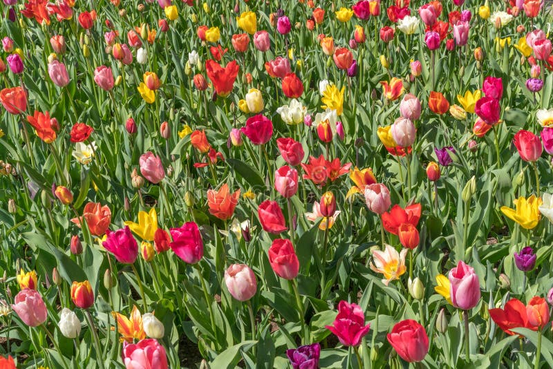 Rote, gelbe, purpurrote, weiße, Mehrfarbentulpen an einem sonnigen Tag, während der Frühlingsblüte lizenzfreie stockfotos Rote, gelbe, purpurrote, weiße, Mehrfarbentulpen an einem sonnigen Tag, während der Frühlingsblüte lizenzfreie stockfotos