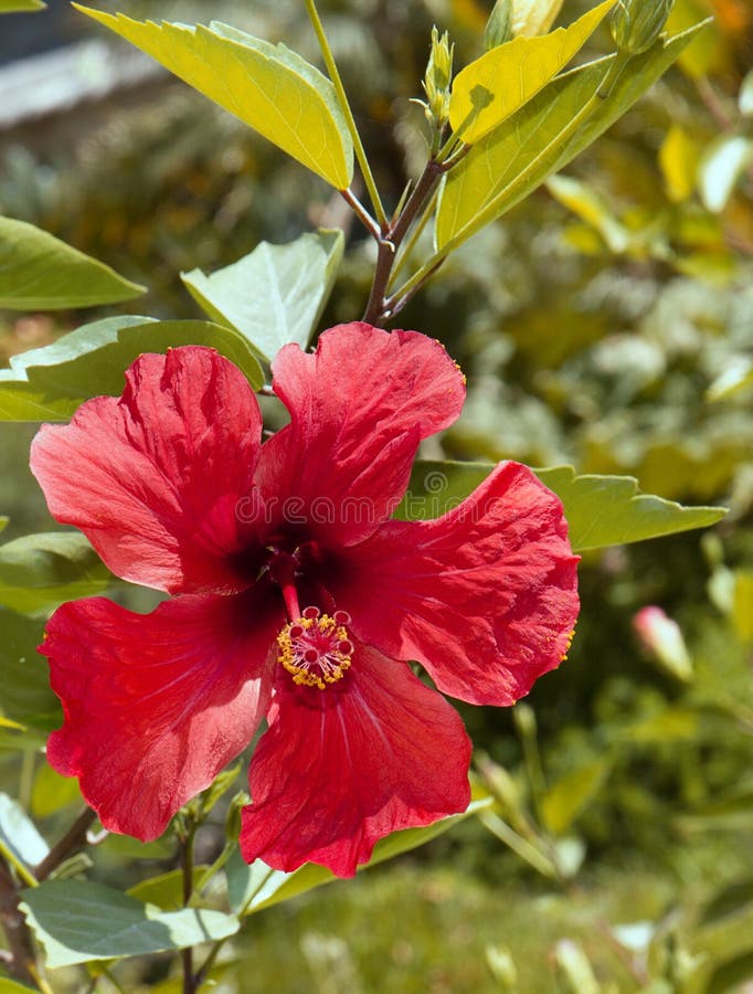 Rote Hibiscusblume Exotische Blume Stockfoto Bild von strauch, blumen