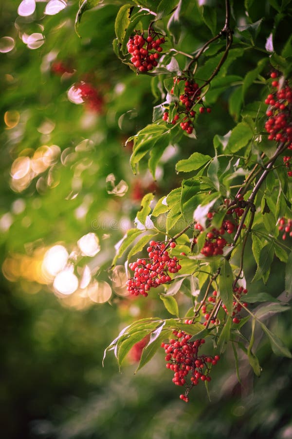 Rote Holunderbeere (Sambucus Racemosa) Auf Dem Busch Stockbild Bild