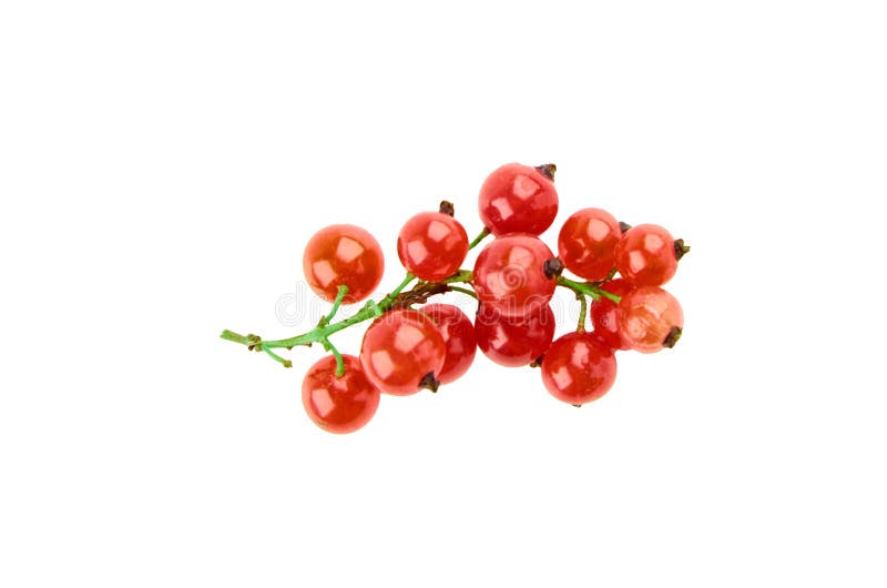 Rote Johannisbeere auf wei?em Hintergrund stockbilder Rote Johannisbeere auf wei?em Hintergrund stockbilder
