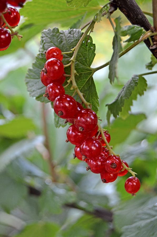 Rote Johannisbeere Bushs Sommerbeeren lizenzfreie stockfotos Rote Johannisbeere Bushs Sommerbeeren lizenzfreie stockfotos
