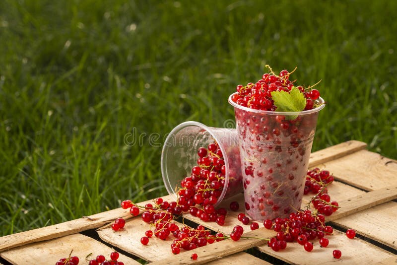 Rote Johannisbeere in einem Plastikglas im Garten lizenzfreies stockfoto Rote Johannisbeere in einem Plastikglas im Garten lizenzfreies stockfoto