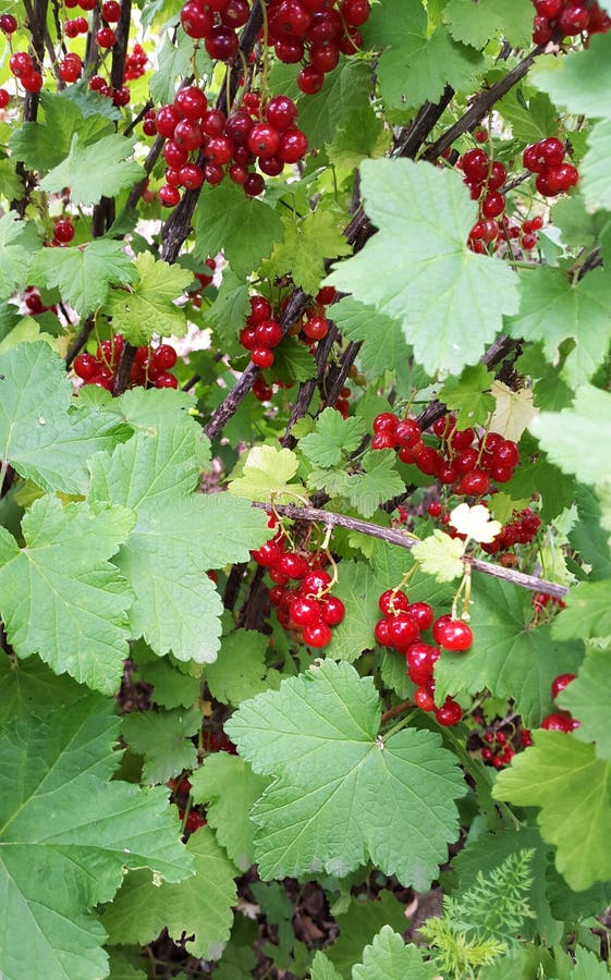 Sommerbusch Mit Reifen Beeren Einer Roten Johannisbeere Frische Frucht