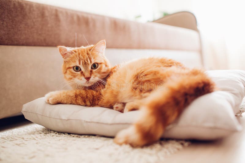 Rote Katze, die zu Hause auf dem Kissen liegt stockfotografie Rote Katze, die zu Hause auf dem Kissen liegt stockfotografie