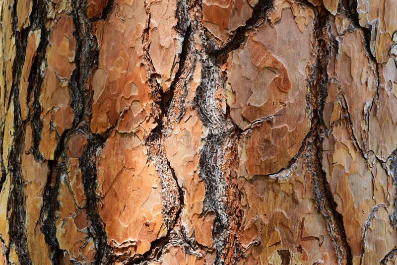 Rote Kiefernspinnstruktur mit großer Waage. Rohfläche. Rote Bruchkerben Kiefernholm-Textur mit großen Schuppen. Makroansicht. Musterkonzept. Schönheit der Natur. Detailliertheit. Wald und Bäume. hellbraune Farbe. helles Licht.