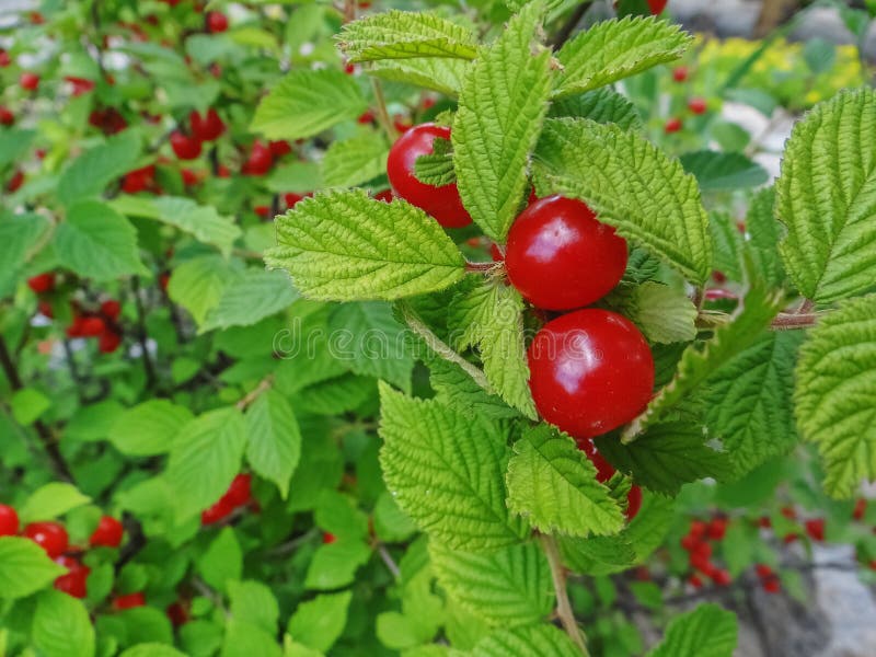 Rote Kirsche Nankings Bush in einem Garten stockfoto Rote Kirsche Nankings Bush in einem Garten stockfoto