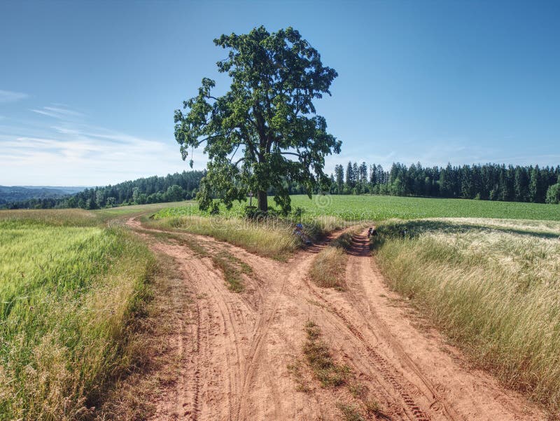 Red farm road between barley fields. Dusty dirt road through  green field, lonely tree and cloudy sky, wheat, vintage, view, vegetable, trip, trail, sun, summer, season, rural, rainy, plant, path, outdoor, nature, landscape, journey, idyllic, horizon, harvest, growth, ground, gray, grass, fresh, farmland, farming, environmental, dirty, day, dark, country, cloudscape, cereal, agriculture, agricultural. Red farm road between barley fields. Dusty dirt road through  green field, lonely tree and cloudy sky, wheat, vintage, view, vegetable, trip, trail, sun, summer, season, rural, rainy, plant, path, outdoor, nature, landscape, journey, idyllic, horizon, harvest, growth, ground, gray, grass, fresh, farmland, farming, environmental, dirty, day, dark, country, cloudscape, cereal, agriculture, agricultural