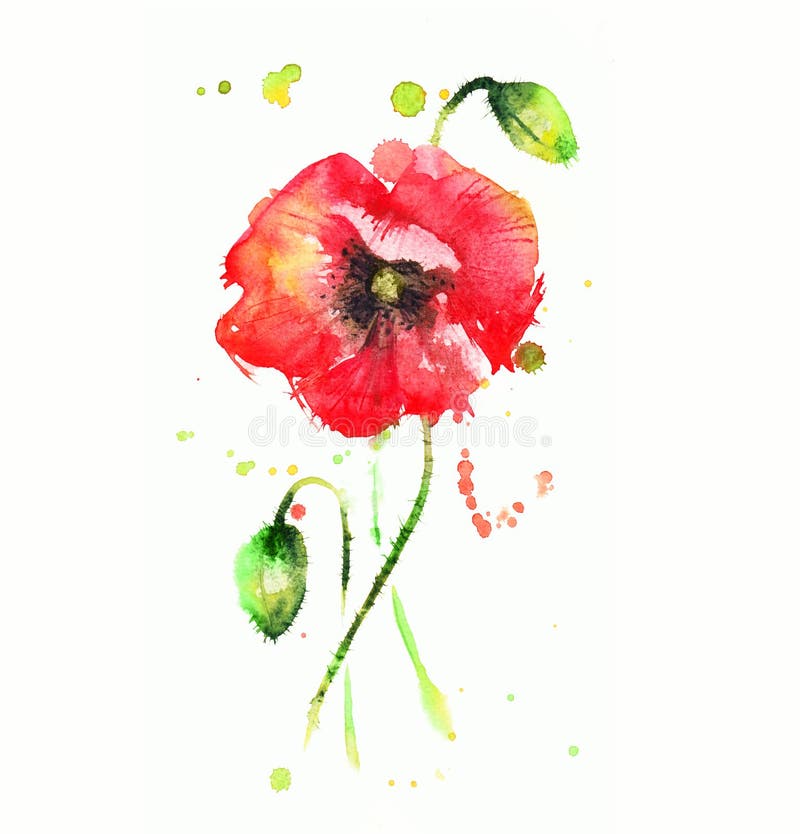 Rote Mohnblume lizenzfreie abbildung Rote Mohnblume lizenzfreie abbildung