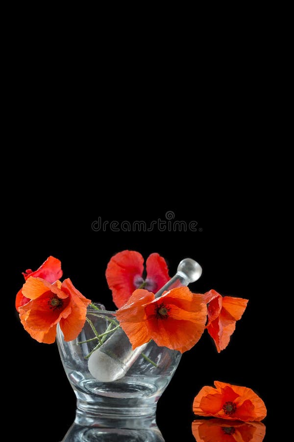 Rote Mohnblume im Glasmörser für Kräutermedizin und schwarzen Hintergrund des ätherischen Öls stockbild Rote Mohnblume im Glasmörser für Kräutermedizin und schwarzen Hintergrund des ätherischen Öls stockbild